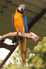 Come per tutte le are e la maggior parte dei pappagalli, semi e frutti costituiscono la parte principale della dieta delle specie del genere Ara.