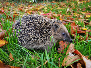 hedgehog in the grass needle