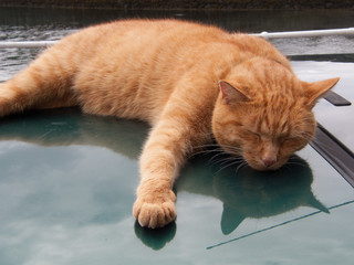 Sleeping Ginger Cat on a car roof