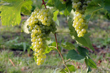 Pi&ugrave; propriamente l'uva &egrave; un'infruttescenza, cio&egrave; un raggruppamento di frutti, detto grappolo.