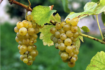 Pi&ugrave; propriamente l'uva &egrave; un'infruttescenza, cio&egrave; un raggruppamento di frutti, detto grappolo.