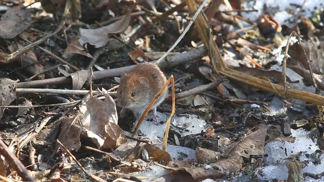 Common Vole (Microtus arvalis)is looking for food from all the old dry leaves and snow remnants in the early spring