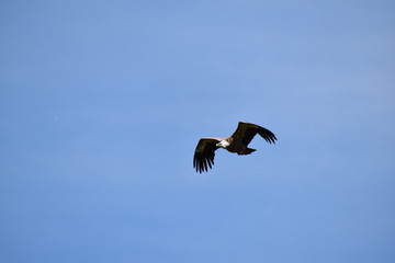 Beauval