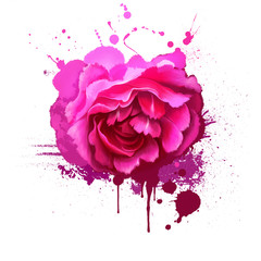 Purple rose isolated on white. Floral background. Romantic wallpapers. Wallpaper design. Family Rosaceae. Elegantsummer flower. Fashionable plant. Greeting card design. Postcard. Digital art.