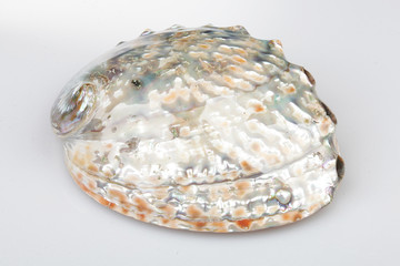 진화의 증거들-조개