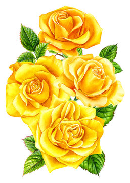 summer flowers, yellow roses with buds and leaves  on an isolated white background, watercolor illustration, botanical painting
