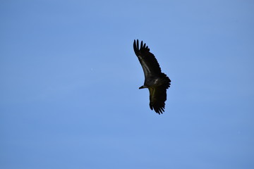 Beauval