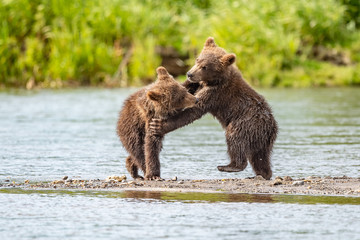Obraz premium Ruling the landscape, brown bears of Kamchatka (Ursus arctos beringianus)