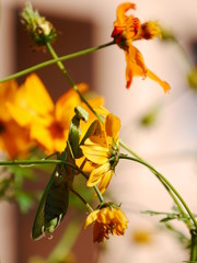 praying mantis  on yellow flower