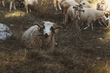 Fototapeta premium portrait of resting ram laying on wild field
