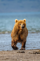 Ruling the landscape, brown bears of Kamchatka (Ursus arctos beringianus)