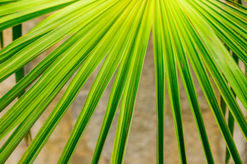 Beautiful vibrant green leaf of a fan palm tree close up