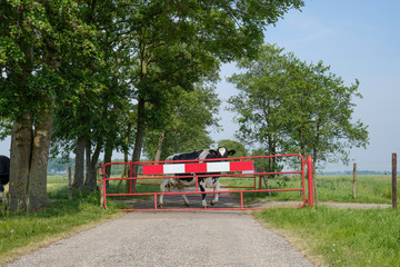 cows cross the road at a designated place on their way to the barn to be milked.