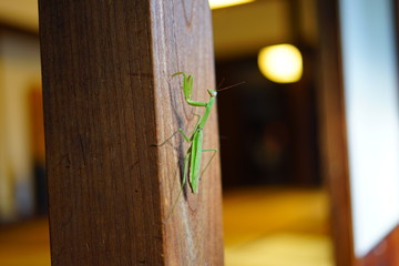 カマキリ