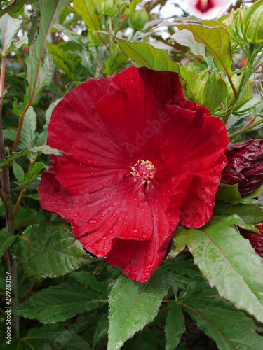 Une Fleur Rouge Dibiscus Géante Stock Photo And Royalty