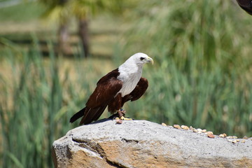 Beauval