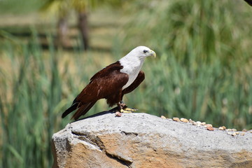 Beauval