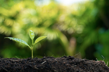 Young green plants growing in the morning