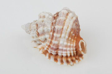 진화의 증거들-조개