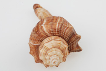 진화의 증거들-조개