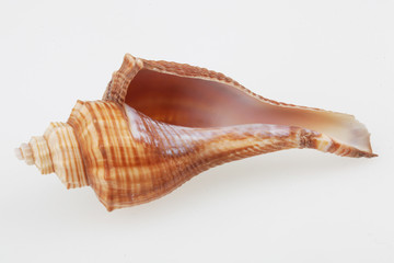 진화의 증거들-조개