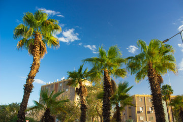 Fototapeta premium south city street USA urban view palm trees and ordinary living buildings on blue sky background in sunny summer season bright day time