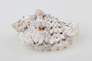 진화의 증거들-조개