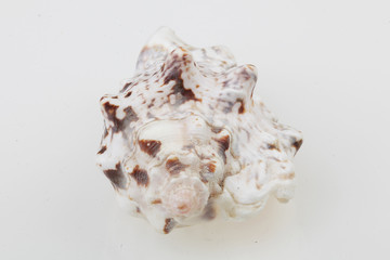 진화의 증거들-조개