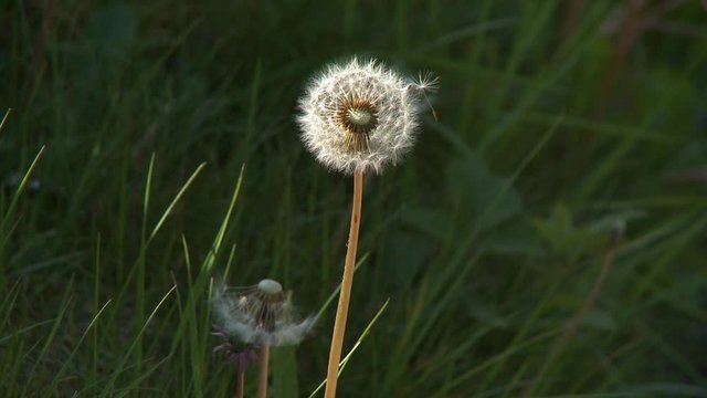 Steady, close up shot of dandelions and seed heads in grass.