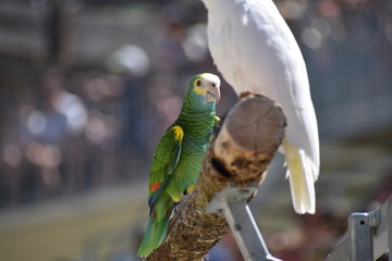 Beauval