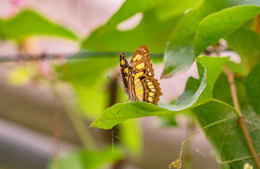 Der schöne Malachitfalter auf einem Blatt