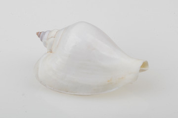 진화의 증거들-조개