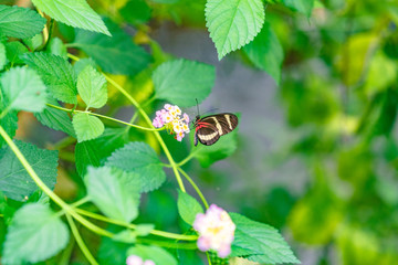 Ein unbekannter Schmetterling auf einer wunderschönen Blüte