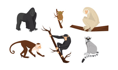 Different Species of Monkeys Sitting on Tree Branches Vector Set