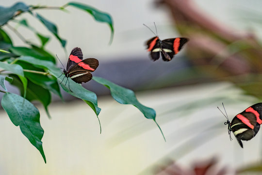 Postmann Postmann Images – Browse 149 Stock Photos, Vectors, and Video | Adobe Stock