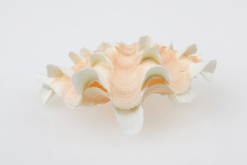 진화의 증거들-조개