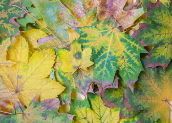 Naklejka na ściany i meble Colorful autumn leaves background, Fall texture of maple leaves, yellow, green and brown foliages pattern