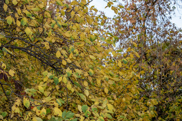 Tree branches with leaves in the early autumn morning