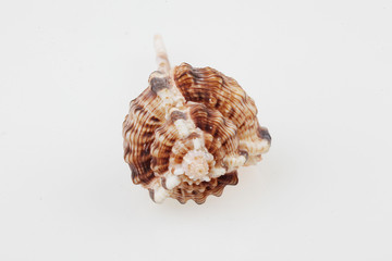 진화의 증거들-조개