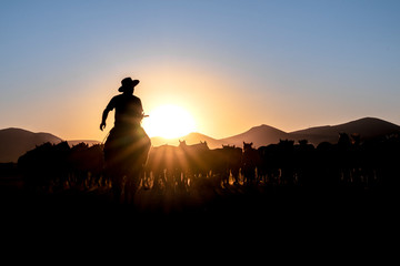 Cowboy leading horse herd through dust and sagebrush during horse drive roundup