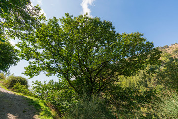dense and green vegetation in the Poqueira river