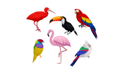 Obraz premium Tropical Birds Vector Isolated On White Background Set