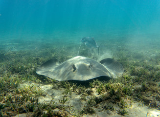 Honeycomb stingray (Himantura uarnak) at the bottom of the sea.
