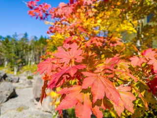 maple leaves in autumn