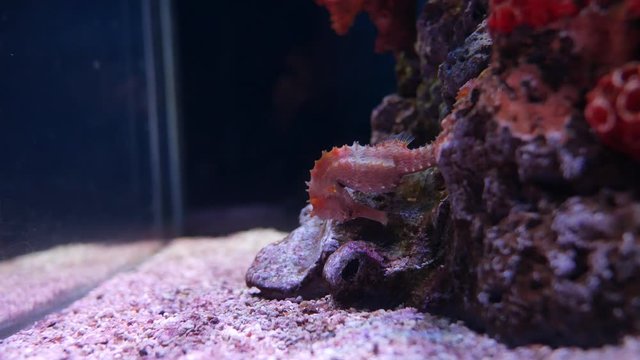Seahorse in the aquarium, Fish tank decoration.
