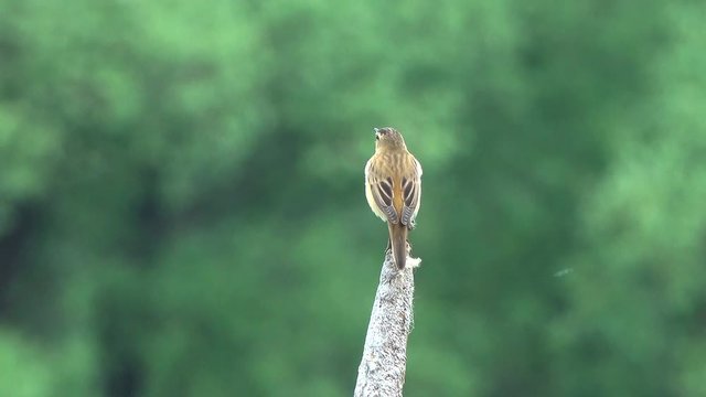 Bird Sedge Warbler (Acrocephalus schoenobaenus) sings in the reeds on the pond in the city park