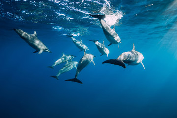 Spinner dolphins underwater in ocean. Dolphins family at Mauritius