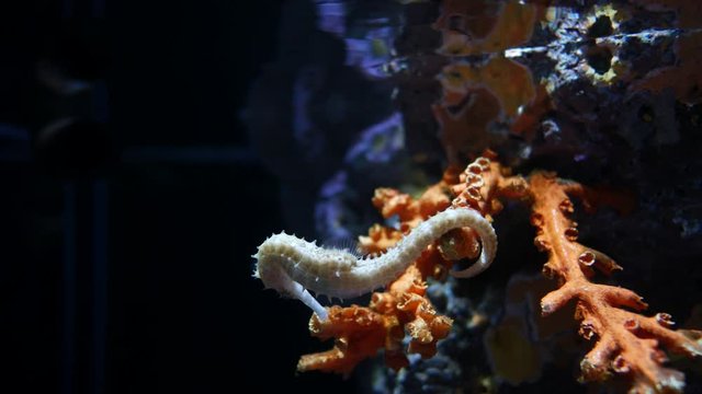 Seahorse in the aquarium, Fish tank decoration.