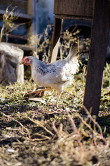 Obraz premium Village chicken in the backyard of country house