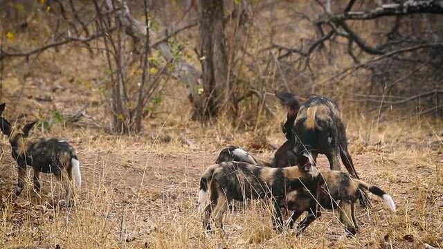 African wild dog mother feeding her cubs in Kruger National park, South Africa ; Specie Lycaon pictus family of Canidae